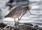 MG 2258-blacktailed godwit-martin mere