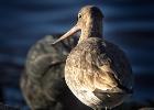 MG 2271-black tailed godwit-martin mere