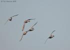 MG 2435-pintails-martin mere