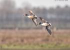 MG 2442-pintails-martin mere