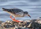 MG 2449-ruff-martin mere