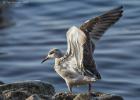 MG 2474-ruff-martin mere