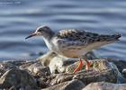 MG 2490-ruff-martin mere