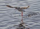 MG 2532-ruff-martin mere