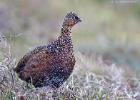 MG 3013-red grouse-NY moors