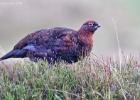 MG 3041-red grouse-NY moors