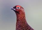 MG 3069-red grouse-NY moors