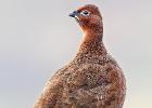 MG 3082-red grouse-NY moors