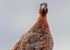 MG 3104-red grouse-NY moors