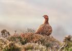 MG 3145-red grouse-NY moors