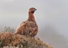 MG 3150-red grouse-NY moors