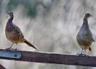 MG 3707-pheasants-wolds