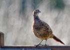 MG 3714-pheasant-wolds