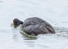 MG 4743-coot-old moor