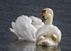 MG 4771-mute swans-old moor