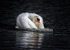 MG 4815-mute swan-old moor