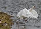 MG 4817-mute swan-old moor