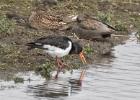 MG 4828-oyster catcher-old moor