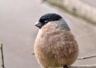 MG 4849-F bullfinch-old moor