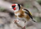 MG 4874-goldfinch-old moor