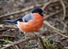 MG 4877-M bullfinch-old moor