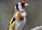 MG 4900-goldfinch-old moor