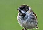 MG 4905-reed bunting-old moor