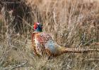 MG 4912-pheasant-NY moors