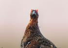 MG 4938-red grouse-NY moors