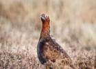 MG 5007-red grouse-NY moors