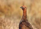 MG 5029-red grouse-NY moors