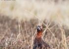 MG 5042-red grouse-NY moors