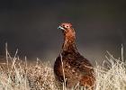 MG 5049-red grouse-NY moors