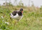 MG 6878-oyster catcher