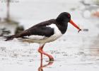 MG 6891-oyster catcher