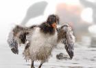 MG 6912-oyster catcher