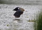 MG 6963-lapwing