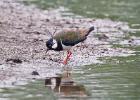 MG 6970-lapwing