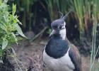 MG 6977-lapwing