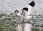 MG 7038-avocette