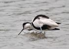 MG 7058-avocette