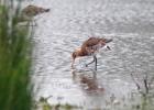 MG 7063-black tailed  godwit