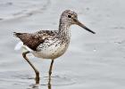 MG 7295-greenshank