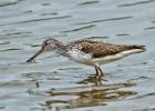 MG 7306-greenshank