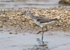 MG 7314-greenshank