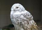 MG 3823-snowy owl-lotherton