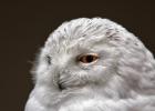 MG 3826-snowy owl-lotherton