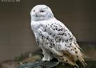 MG 3850-snowy owl-lotherton