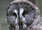 MG 3861-great grey owl-lotherton