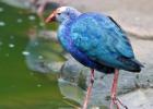 MG 3901-purple gallinule-lotherton